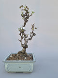Bonsai akebia