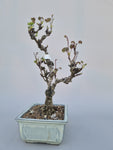 Bonsai akebia
