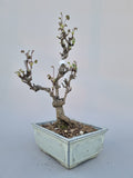 Bonsai akebia