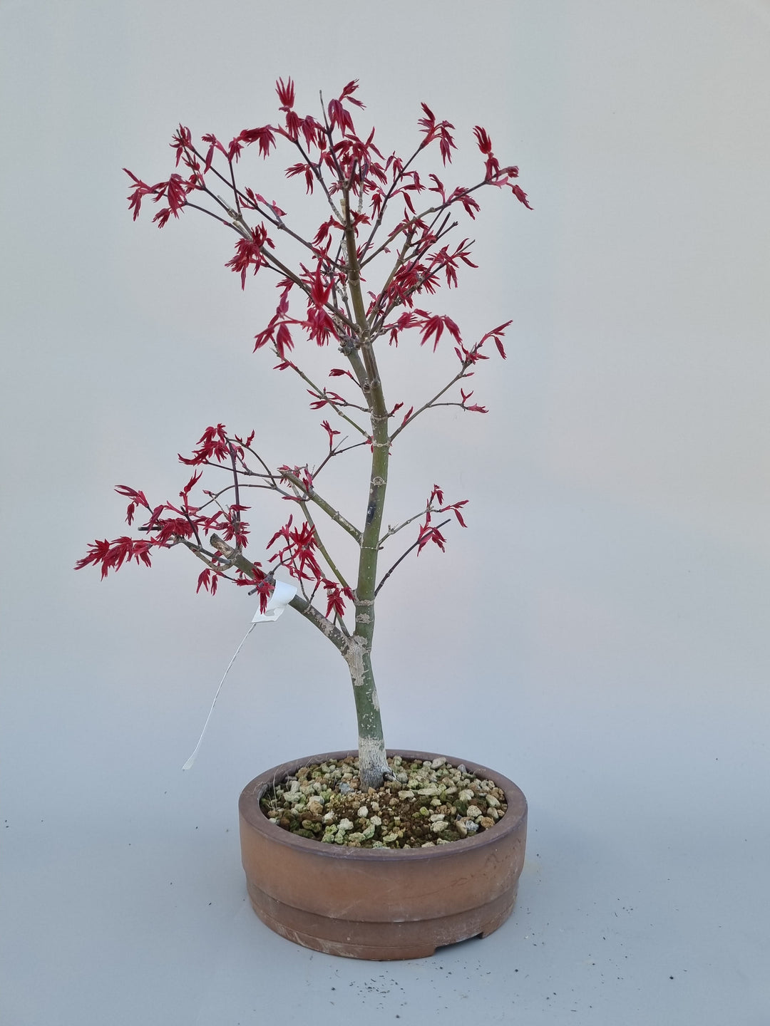 Runde Bonsai-Trainingsschale – Bonsai winkel
