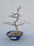 Bonsai punica granatum nejikan