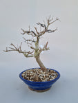 Bonsai punica granatum nejikan
