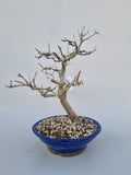 Bonsai punica granatum nejikan
