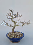 Bonsai punica granatum nejikan