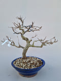 Bonsai punica granatum nejikan