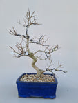 Bonsai punica granatum nejikan