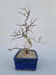 Bonsai punica granatum nejikan
