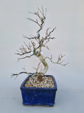 Bonsai punica granatum nejikan