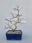 Bonsai punica granatum nejikan