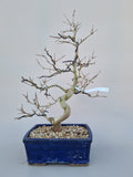 Bonsai punica granatum nejikan