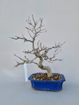 Bonsai punica granatum nejikan