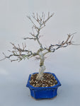 Bonsai punica granatum nejikan