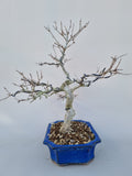 Bonsai punica granatum nejikan