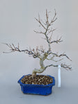 Bonsai punica granatum nejikan