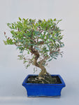 Bonsai pistace