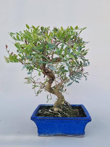 Bonsai pistace