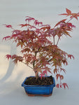 Bonsai Acer palm. Deshojo