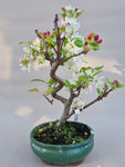 Bonsai Malus evereste