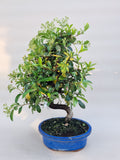 Bonsai Vuurdoorn oranje bes