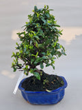 Bonsai Vuurdoorn oranje bes