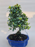 Bonsai Vuurdoorn oranje bes