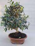Bonsai Olijf