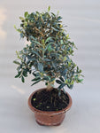 Bonsai Olijf