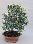 Bonsai Olijf