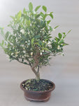 Bonsai Citrus myrtifolia mandarijn boom