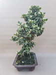 Bonsai Citrus myrtifolia mandarijn boom