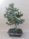 Bonsai Citrus myrtifolia mandarijn boom