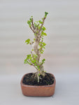 Ginkgo biloba