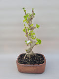 Ginkgo biloba