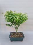 Bonsai acer little princess