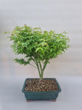 Bonsai acer little princess