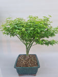 Bonsai acer little princess