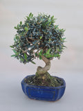 Bonsai Olijf olea sylvestris