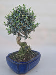 Bonsai Olijf olea sylvestris