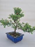 Bonsai Cheanomelis shohin