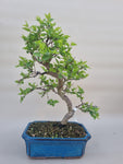 Bonsai Prunus domestica
