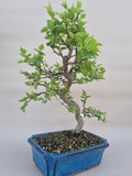Bonsai Prunus domestica