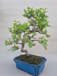 Bonsai Prunus domestica