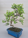 Bonsai Prunus domestica