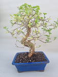 Bonsai moerbei