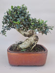 Bonsai Olijf olea sylvestris