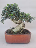 Bonsai Olijf olea sylvestris