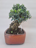 Bonsai Olijf olea sylvestris