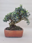 Bonsai Olijf olea sylvestris