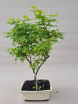 Bonsai acer little princess