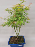 Bonsai Acer palm. Phoenix
